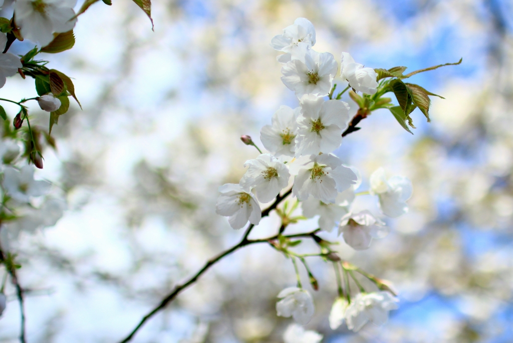 桜
