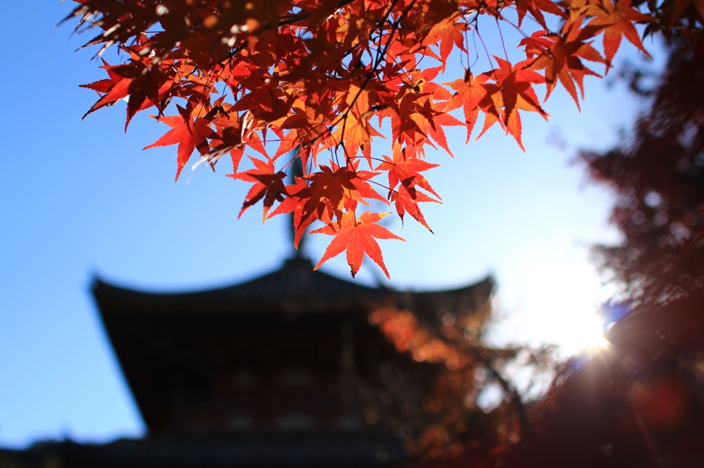 紅葉