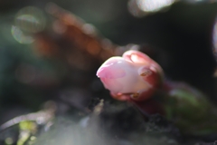 イワナシ