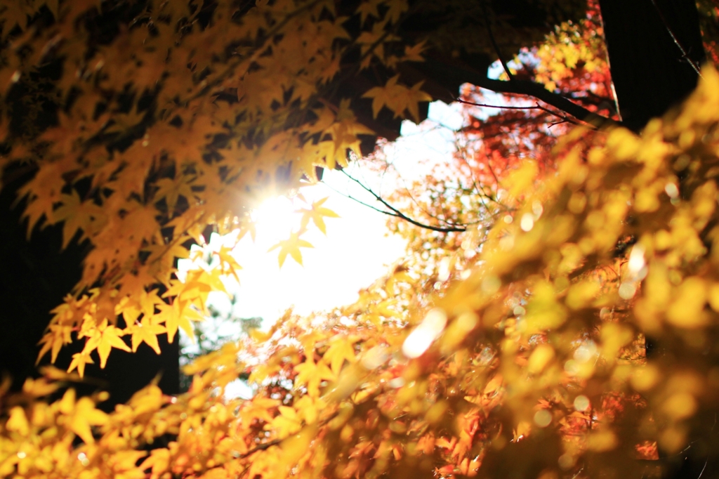 紅葉
