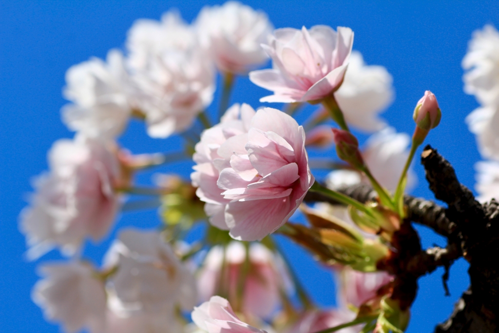 桜