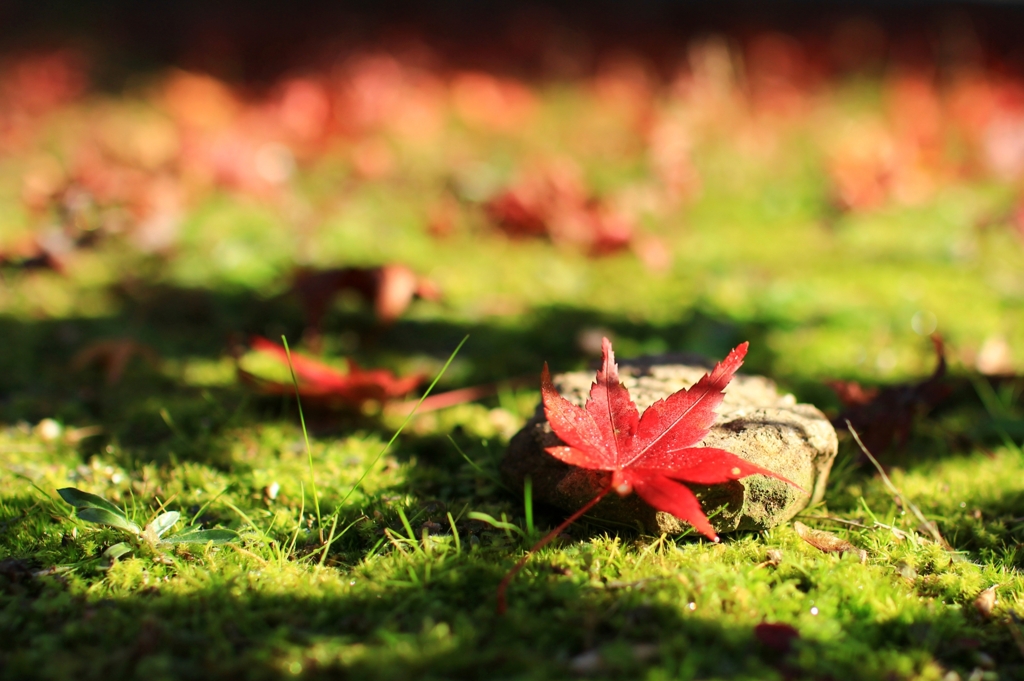 紅葉