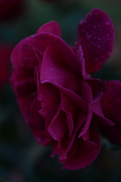 薔薇の花