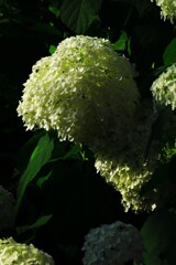 紫陽花と影