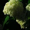 紫陽花と影