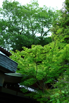 新緑の紅葉part２