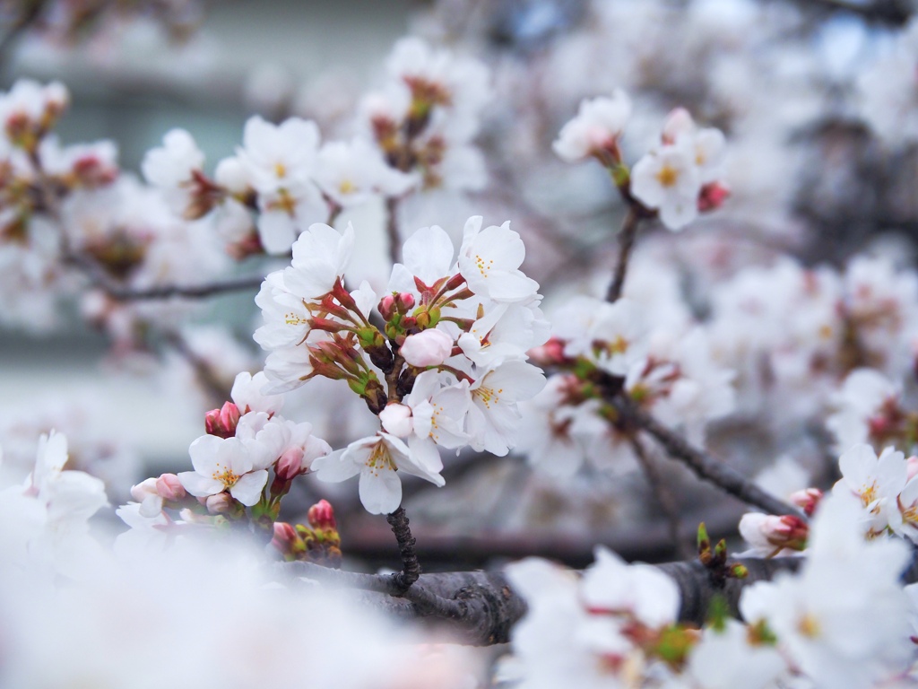 桜　ソメイヨシノ