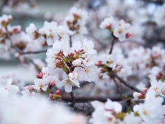 桜　ソメイヨシノ
