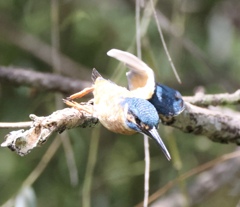 飛び込むカワセミ