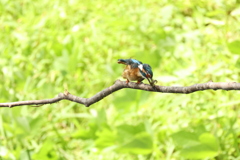 カワセミの食事
