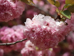 八重桜