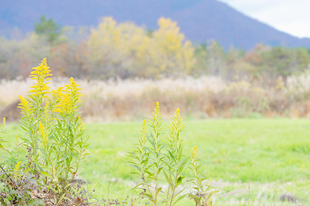 高原のセイタカアワダチソウ