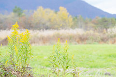 高原のセイタカアワダチソウ