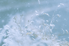 雪の華