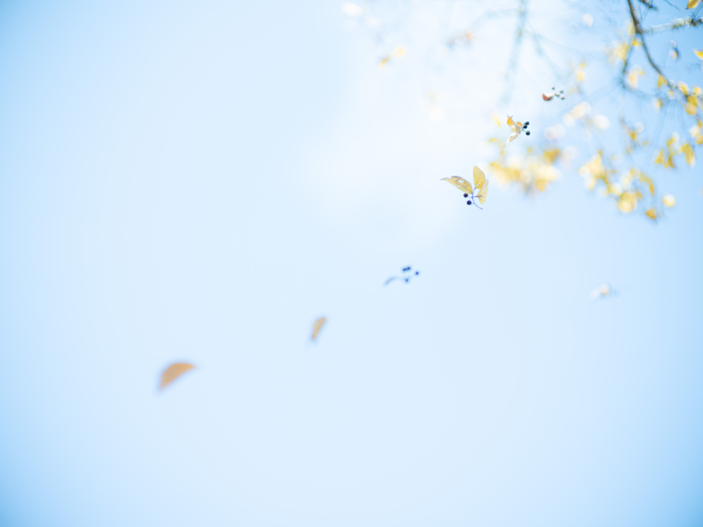 蜘蛛の糸　芥川龍之介