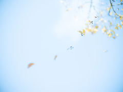 蜘蛛の糸　芥川龍之介