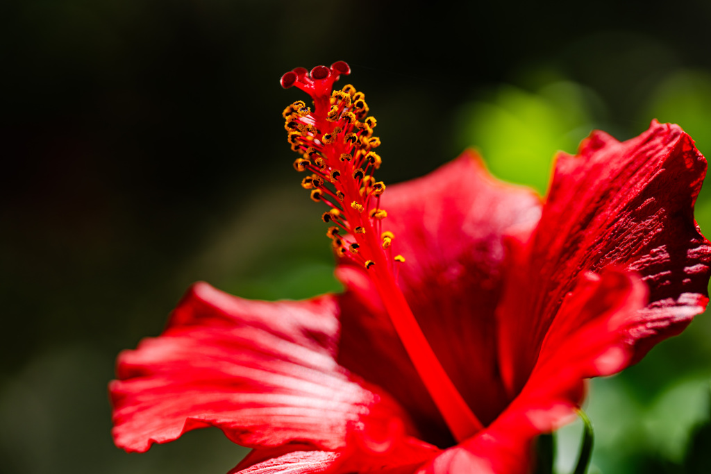 庭のハイビスカス