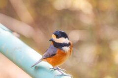 見返り美人？美男？