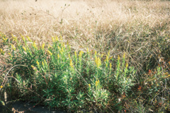 セイタカアワダチソウ