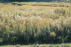 地球防衛軍精鋭部隊