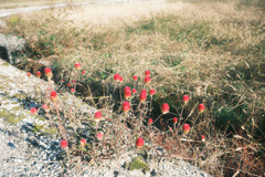 道端に咲く赤い花