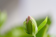 咲きますように