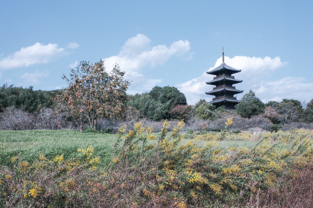 秋　セイタカアワダチソウ