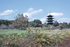 秋　セイタカアワダチソウ