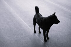 愛犬