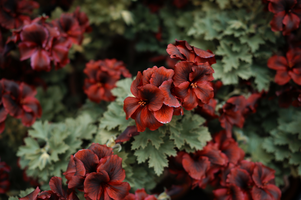 SDIM0796