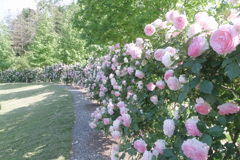 open garden 