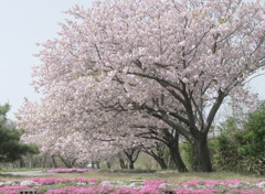 一葉桜