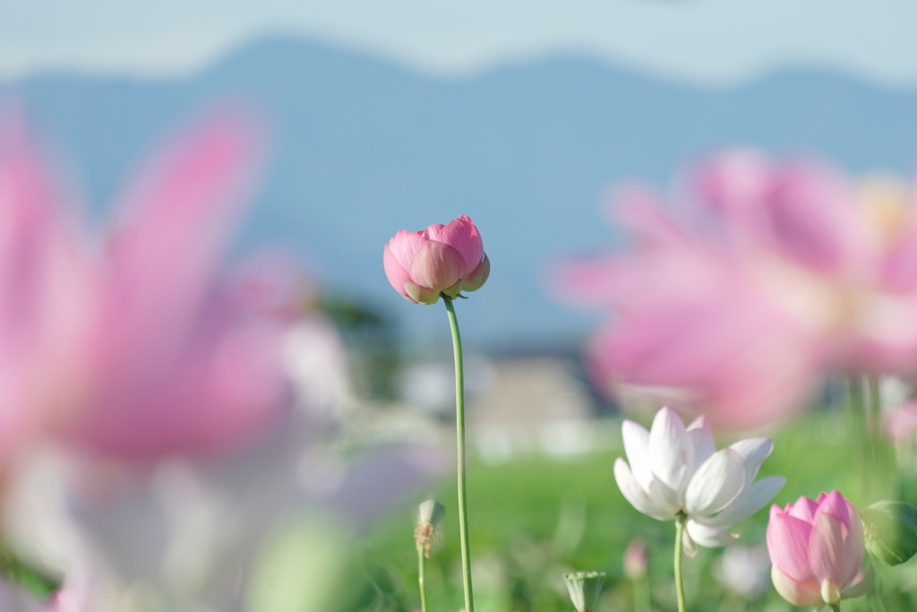  lotus