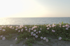 夕陽に背を