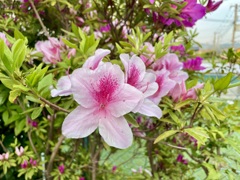花の道