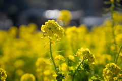 菜の花