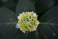 紫陽花