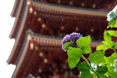 紫陽花 斜め