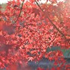 夕暮れの紅葉