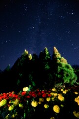 夜の花畑2