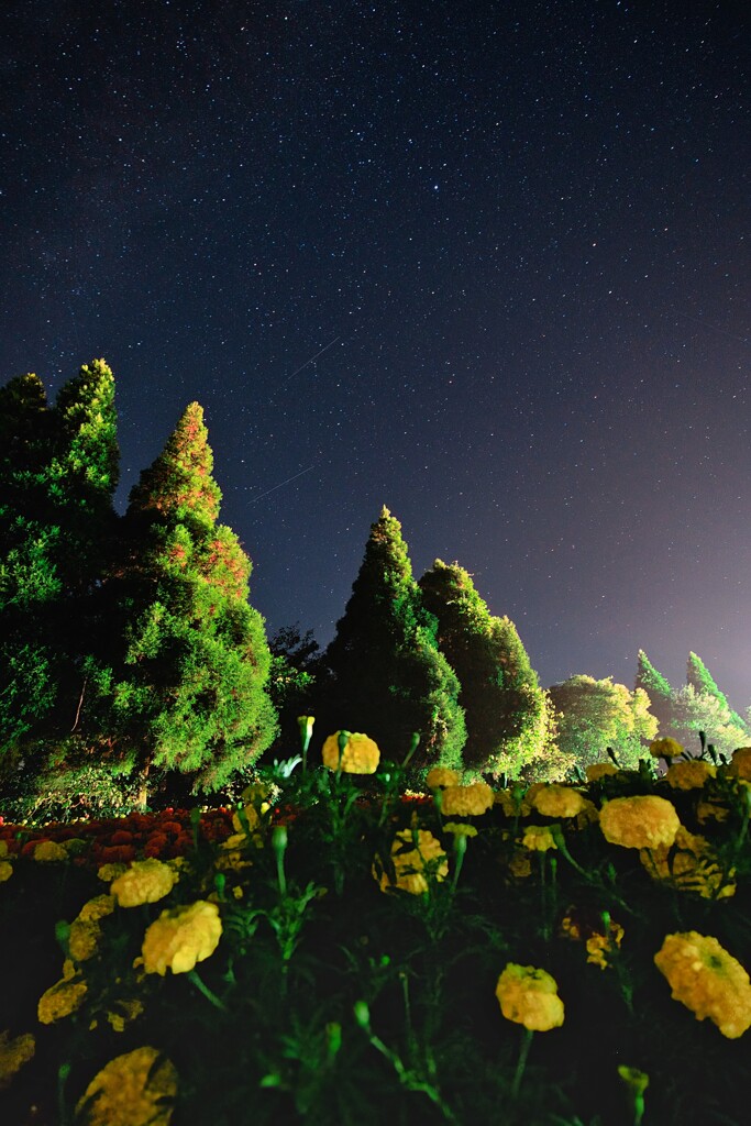夜の花畑1