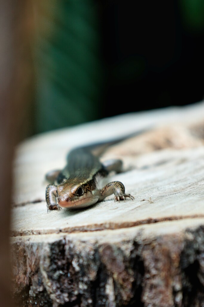 動物園で見つけた野生のトカゲ