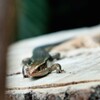 動物園で見つけた野生のトカゲ