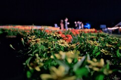 夜の花畑4