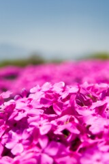 芝桜