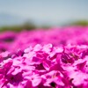 芝桜
