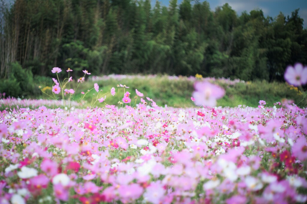 コスモス畑