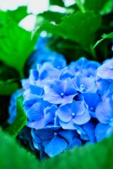 ちょっと遅めの紫陽花
