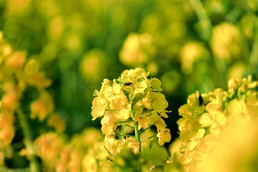早咲きの菜の花