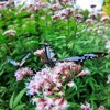 アサギマダラ4